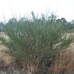 Fully grown English broom