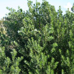Green leaves of Flax-leaved broom