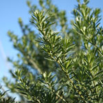 Thickly grown green leaves of Flax-leaved broom