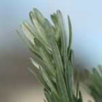 Green leaves of Flax-leaved broom