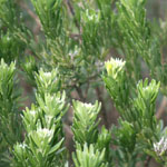 White flowers of Flax-leaved broom