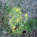Yellow flowers of Golden thistle 
