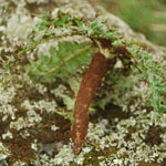 Root of the Golden thistle