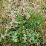 Fully grown Golden thistle 