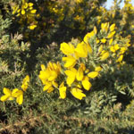 Gorse flower