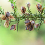Gorse seeds