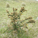 Singular Gorse 