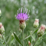 Purple flower of Hardhead