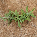 Single branch of Hardhead 