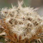 Feathery seeds of Illyrian thistle