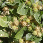 Khaki weed flower seeds