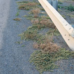 Khaki weed infestation