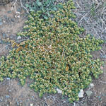 Khaki weed growing wild on the road