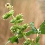 Thistle type flowers of Noogoora burr
