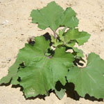 Noogoora burr seedling