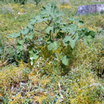 Noogoora burr whole plant