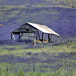 Paterson's curse growing wild