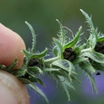 Hand holding stem with seeds 