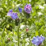 Mauve flower of Paterson's curse