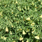 Several prairie ground cherry plants