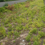 Prairie ground cherry infestation