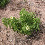 Single prairie ground cherry plant