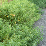 Whole plant of prairie ground cherry