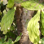 Prickly pear dropping leaves and trunk