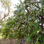 Thick growth of prickly pear