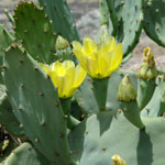 Yellow flowers of prickly pear (erect)
