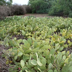 Prickly pear infestation