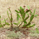 Single plant of prickly pear (erect)