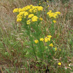 Single Ragwort plant