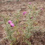 Scotch thistle whole plant