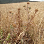 Scotch thistle whole plant
