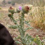 Scotch thistle whole plant
