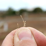 Serrated tussock seed