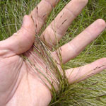 Serrated tussock seeds