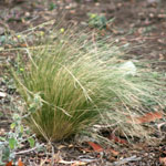 Serrated tussock plant