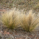 2 Serrated tussock plants