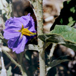 Silverleaf nightshade flower 