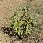 Silverleaf nightshade fruit