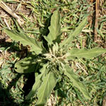 Silverleaf nightshade seedling