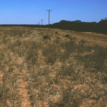 Skeleton weed infestation