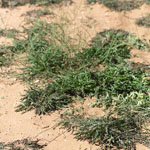 Skeleton weed with no flowers