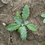 Green leaves of soldier thistle