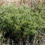 Growing soldier thistle