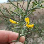Hand holding yellow flower of Spiny broom 