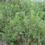 Spiny broom infestation