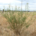  Single Spiny broom plant 